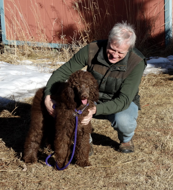 Split Rock Standard Poodles